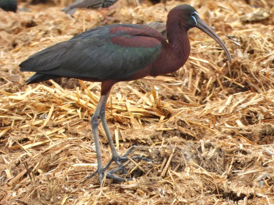 Птицу, зимующую в Шарм-эль-Шейхе, заметили на прудах рыбхоза