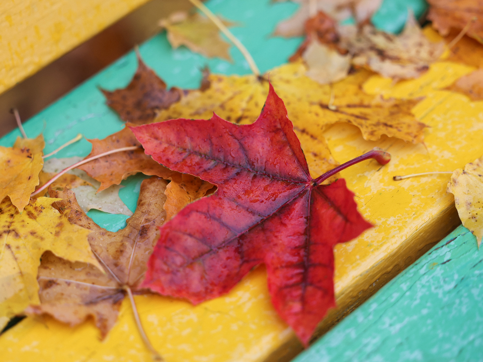 В Подмосковье снова потеплеет: октябрь еще порадует жителей