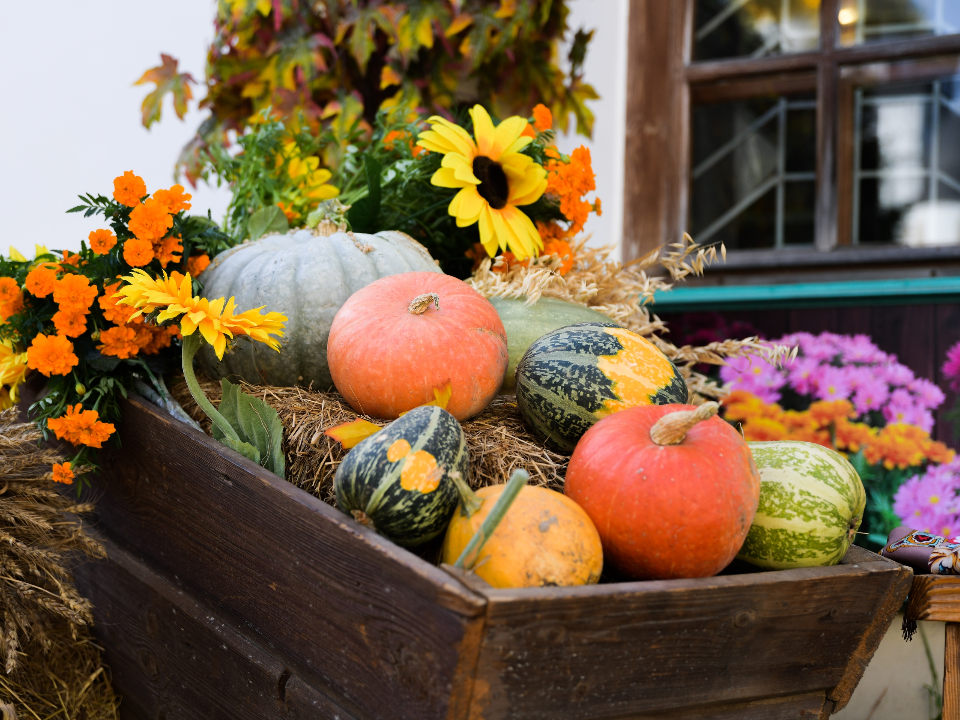 Анита Цой выступит на главном празднике урожая в Дмитрове