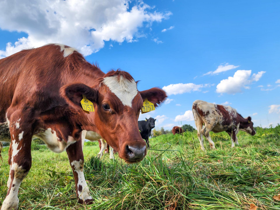 Коровы 11 пород содержатся в экспериментальном стаде ВИЖ им. Эрнста в Дубровицах