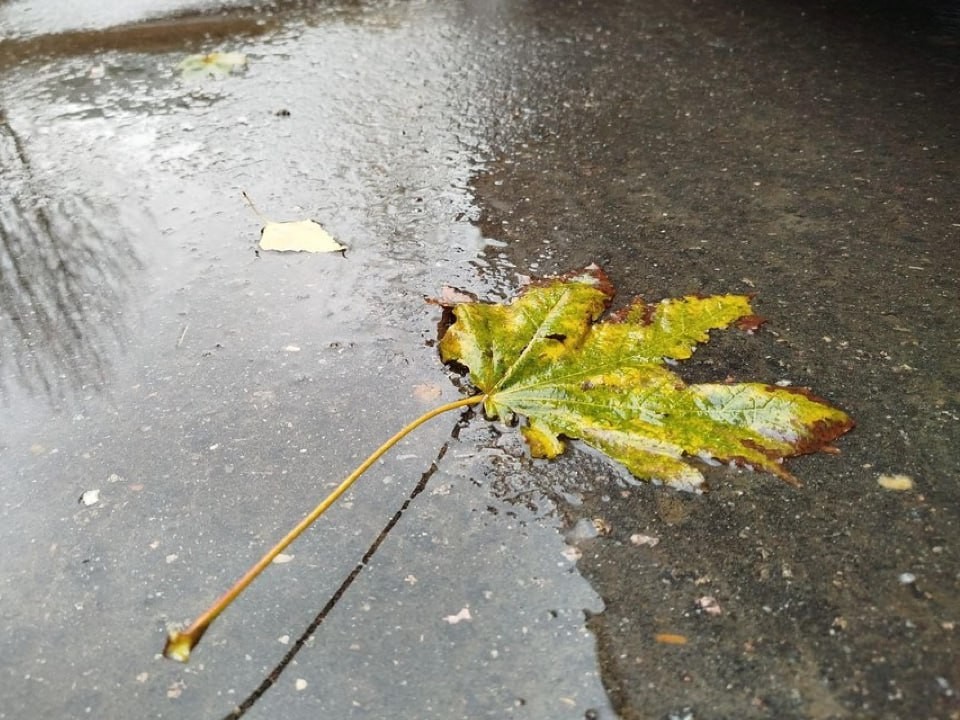 Дожди и до +7°C ожидается во вторник