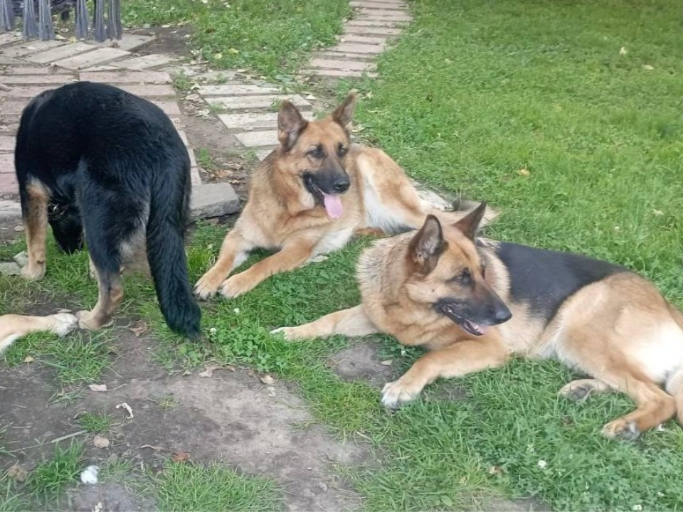 Побег с участка: в Рузе разыскивают трех овчарок, сбежавших на прогулку
