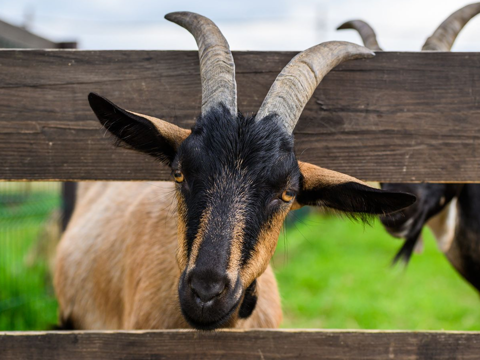 «Здесь это категорически запрещено»: депутат Госдумы Милонов осудил игру с козлом в Коняшине