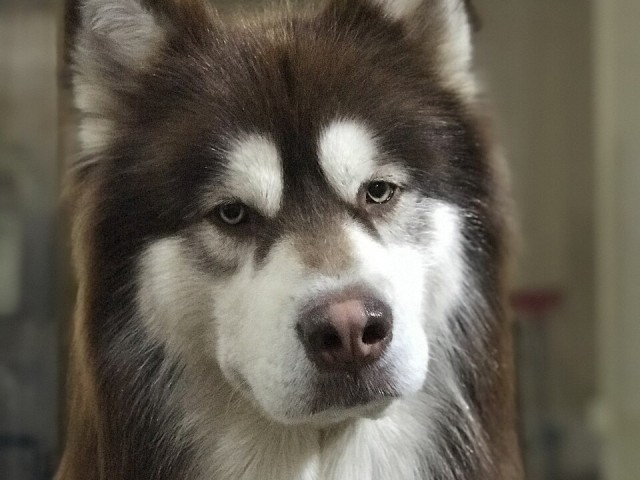 СМИ: в Одинцове домашняя собака загрызла двухмесячного ребенка