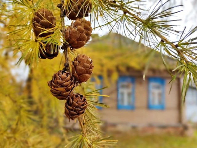 Найти друга на всю жизнь: чем удивит жителей Дубны 5 октября