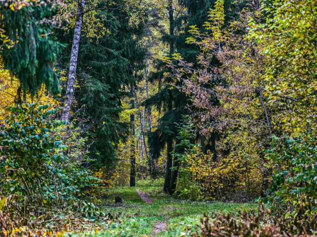 Леса Шатуры освободили от незаконных рекламных конструкций