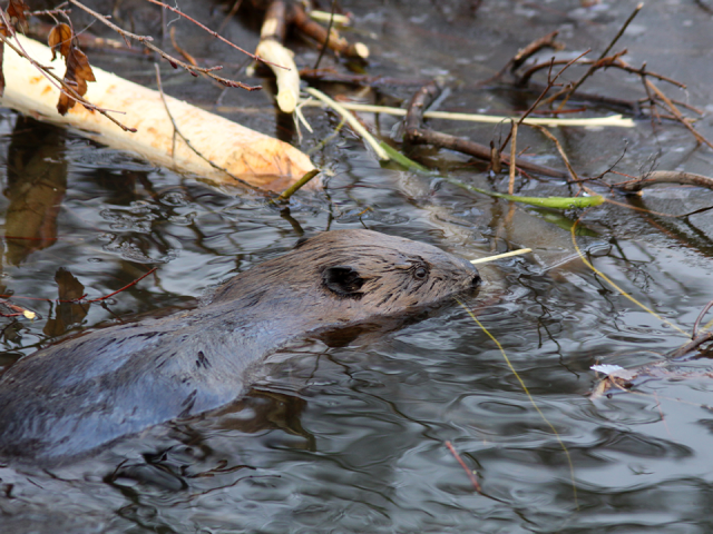 К зиме готовы: бобры на Яузе заканчивают строительство хаток к зиме