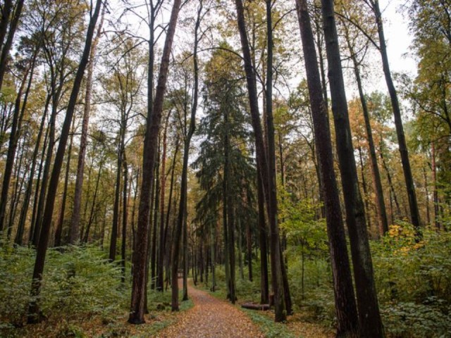 Зеленый театр и павильоны для игр: как преобразится Городской парк