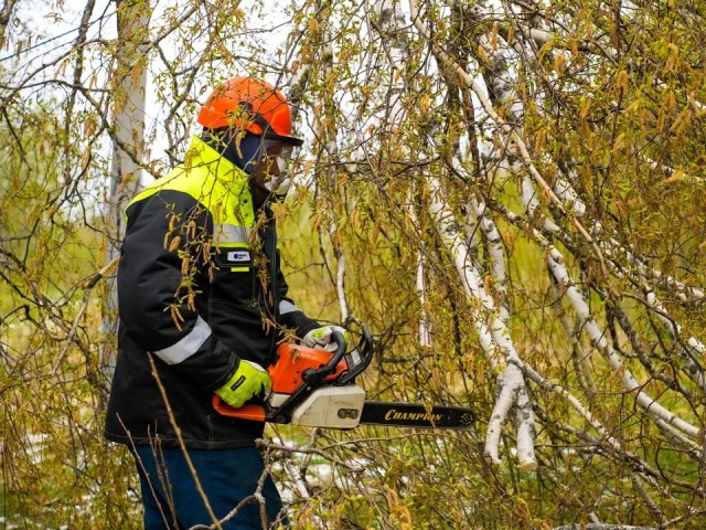 Стала известна причина вырубки деревьев в Солнечногорском городском округе