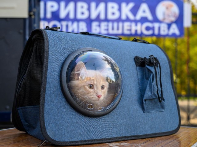 Бесплатный ветеринарный пункт будет работать в Свердловском парке