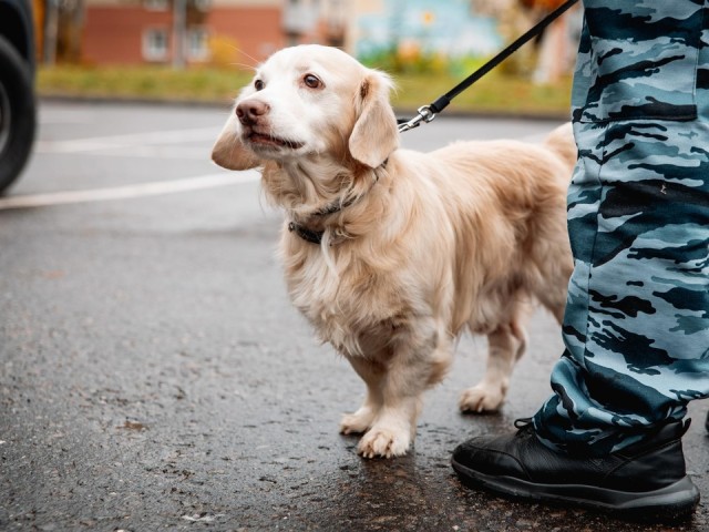 В клинских парках завершился сезон бесплатных вакцинаций и чипирования животных