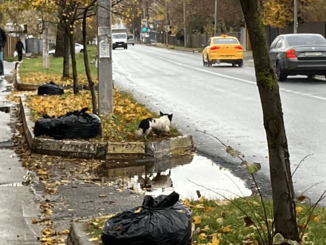 Побег из Подмосковья в Якутск: волонтеры три месяца пытаются поймать собаку Тосю