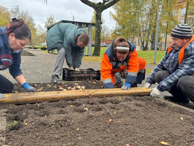 Клумбы с тысячами тюльпанов украсят Можайск следующей весной
