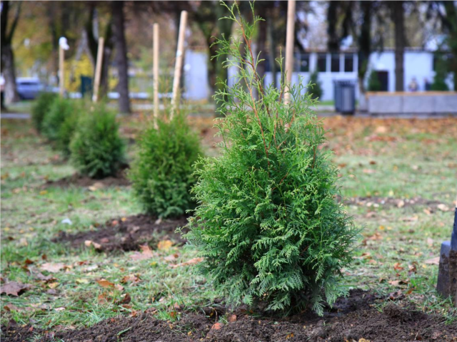 Посадить дерево и вырастить сына: школьники вместе с папами высадили туи в парке