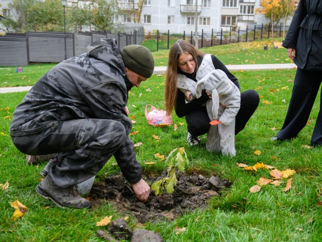 Лыткаринцы подарили парку потомка легендарного дуба из усадьбы Чернышевых-Зотовых