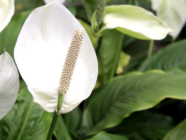 Мощная подкормка для «женского счастья»: цветовод из Шатуры знает секрет