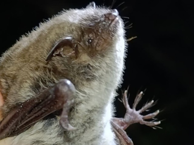 Тайны Полушкинских каменоломен: ученый рассказала о летучих мышах Одинцова