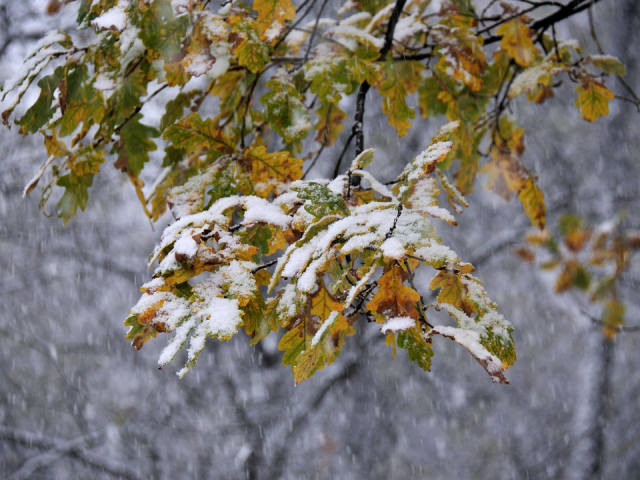 Снег с Балканского полуострова принесет в Подмосковье циклон «Барбара»
