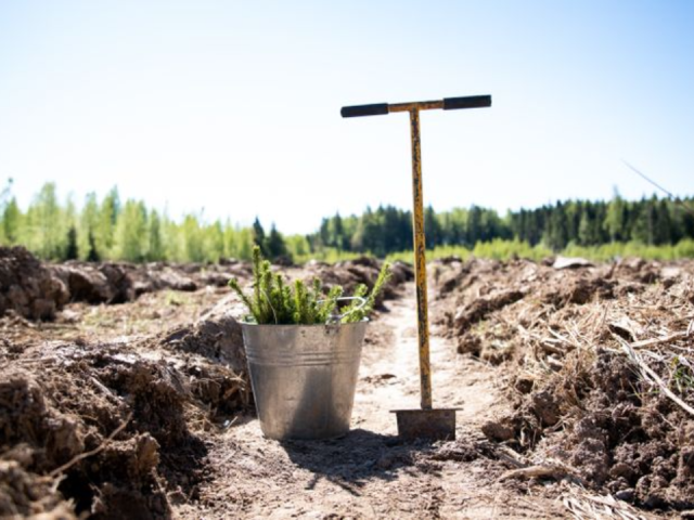 «Каждое дерево с именем»: завершилась акция, после которой вырос волшебный лес из 2500 сосен