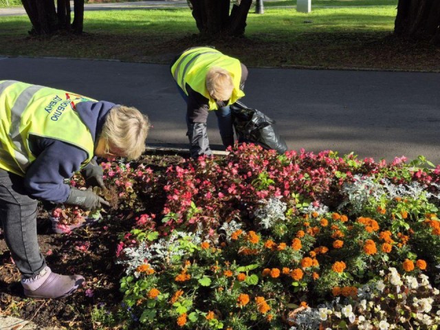 К 70-летию округа на улицах расцветут тысячи тюльпанов