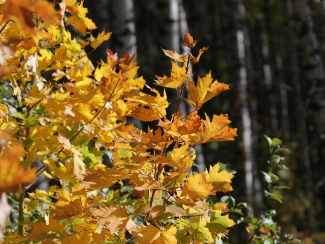 Какой праздник отмечают 5 октября: что можно и нельзя делать в День Иона и Фоки