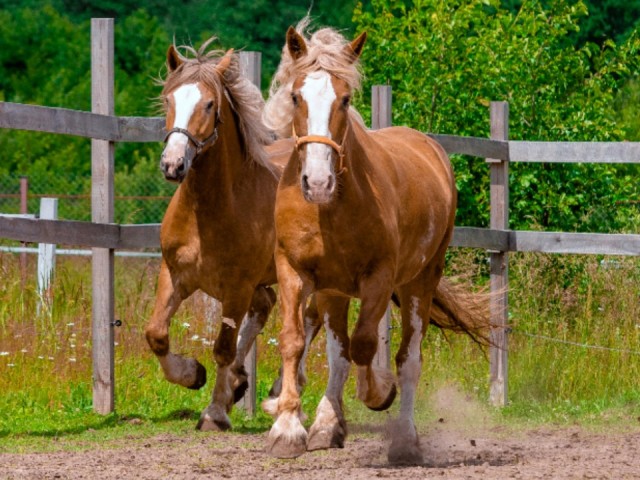 В Шатуре подключили к сетям новый конноспортивный клуб «Гамаюн»