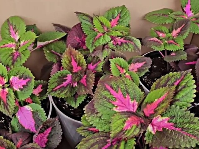 Зеленый класс: школьники из Егорьевска получили живые учебные пособия в подарок