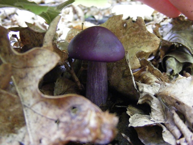 Грибники раскрыли, в каких лесах искать рядовку фиолетовую под Солнечногорском