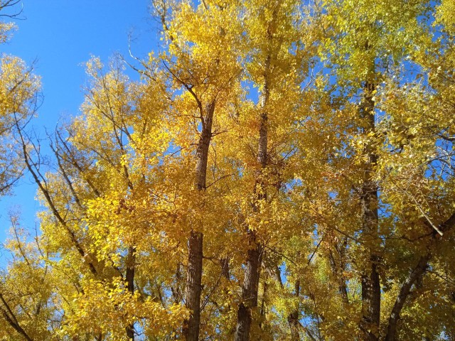 Синоптики предупреждают о резком похолодании и дождях в выходные