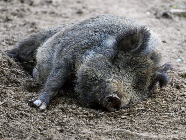 Огромный кабан вышел на прогулку в Дзержинском