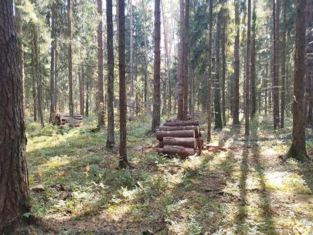В Богородском округе расчистили лес для защиты от пожаров и вредителей
