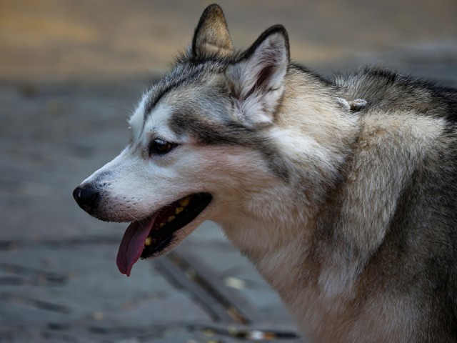 Появились подробности нападения маламута на младенца в Трехгорке