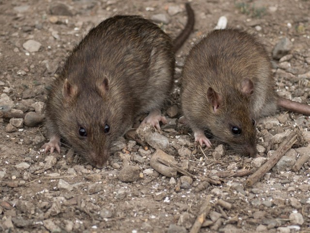 Администрация отреагировала на проблему с крысами на улице Ленина в Красногорске