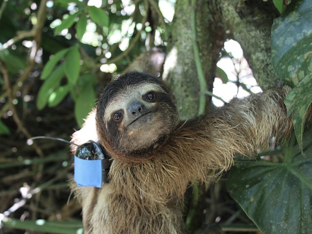 День ленивца отметят «неторопливой» развлекательной программой в Жукове