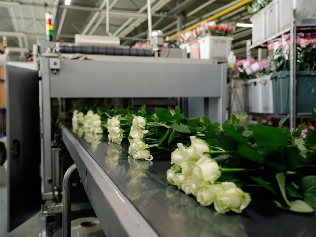 Энергия красоты для миллиона алых роз: в Раменском дали 4,8 МВт мощности для выращивания цветов