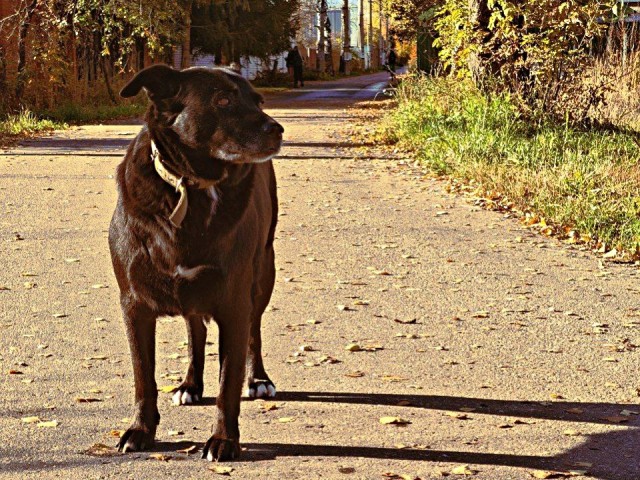 Осень в Лыткарино вдохновила жителей на яркие фотографии