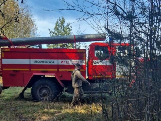 Лесной пожар в Павлово-Посадском округе близ деревни Ефимово потушили за час