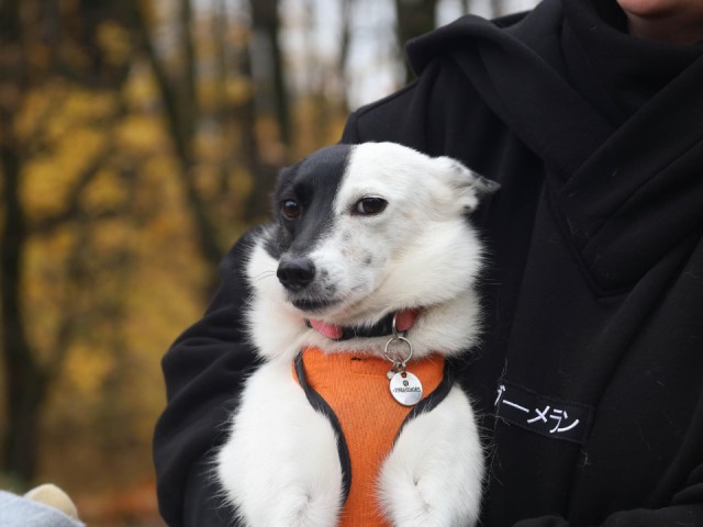 Жители Поварова бесплатно вакцинировали и чипировали своих животных
