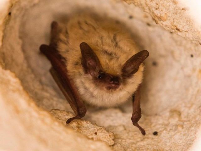 Нежданный гость: летучая мышь поселилась на балконе жилого дома в Котельниках