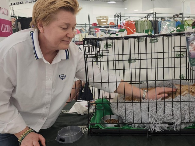 Рыжики в опасности: в Талдоме попросили не пристраивать котят до 31 октября