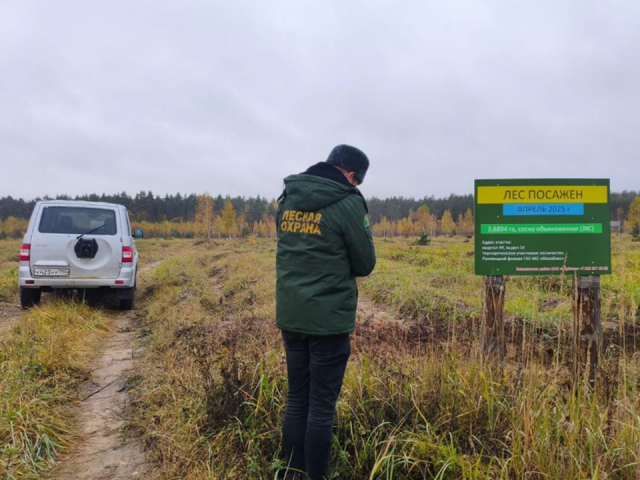 Лесники завершили работы по восстановлению соснового массива