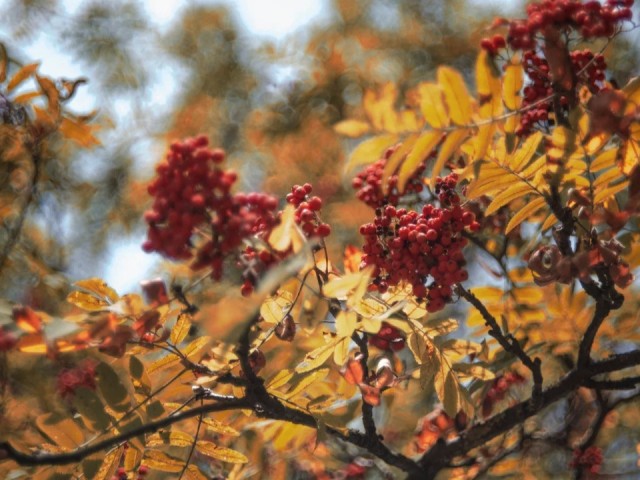 Шаховской парк пригласил жителей пошуршать листьями и сделать поделки из шишек