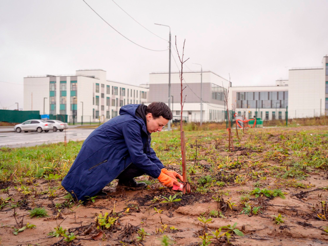 Посажены в честь предков — уничтожены просто так: что произошло с саженцами в Сергиевом Посаде