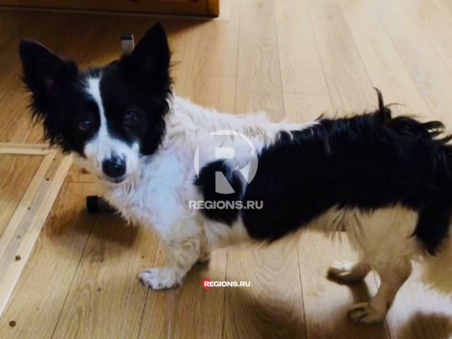 Пробежала весь восток Подмосковья: двухмесячные поиски собаки с трудной судьбой закончились