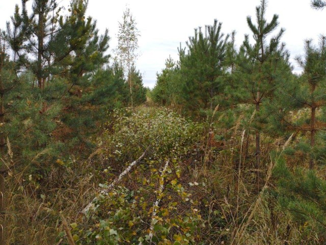 Посадки проредят в Маливском лесничестве