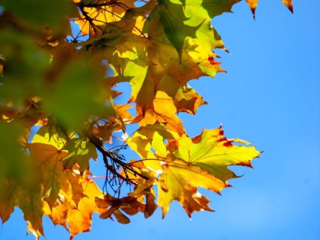 Осенний иммунитет: как фрязинцам не заболеть и оставаться бодрыми в ноябре