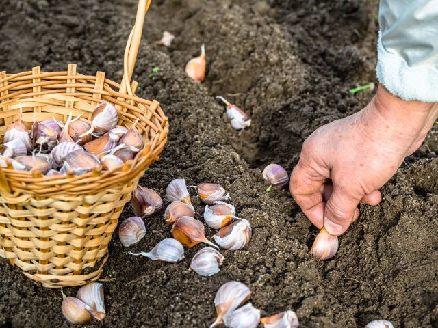 Народные приметы подскажут, когда нужно сажать чеснок в октябре: идеальные дни