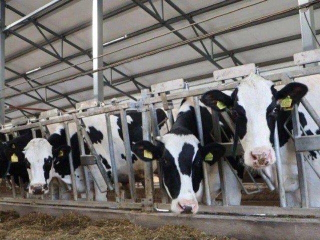 Наро-Фоминские аграрии удивили Мишустина на «Золотой осени – 2025»
