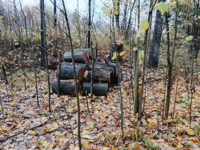 Санитарно-оздоровительные мероприятия в лесу возле деревни Богослово завершены