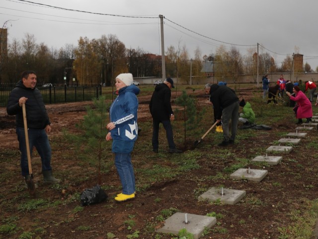 Новая аллея из сосен и черемухи появилась у теннисного центра в Шаховской